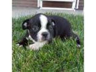 Boston Terrier Puppy for sale in Riverhead, NY, USA