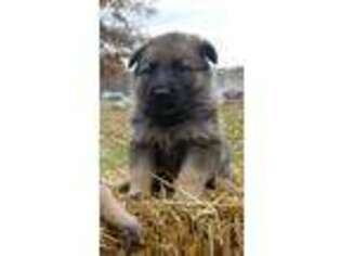 German Shepherd Dog Puppy for sale in Hubbard, OH, USA