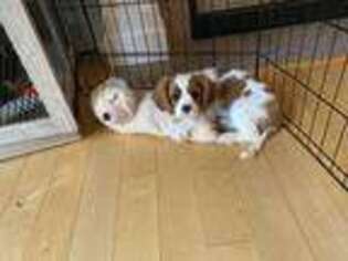 Cavalier King Charles Spaniel Puppy for sale in Tacoma, WA, USA