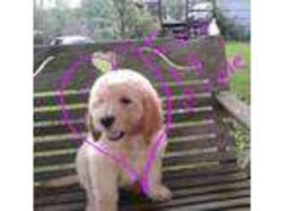Goldendoodle Puppy for sale in New Paris, OH, USA