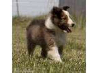 Shetland Sheepdog Puppy for sale in Humboldt, KS, USA