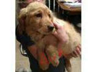 Golden Retriever Puppy for sale in Saint Francis, MN, USA