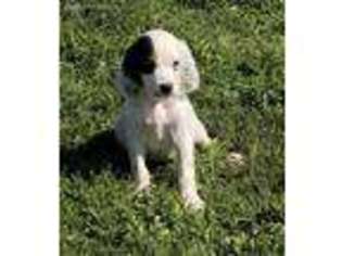 English Setter Puppy for sale in Elwood, NE, USA