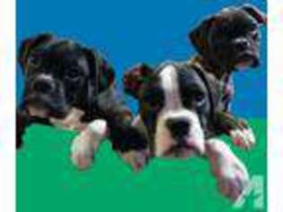 Boxer Puppy for sale in MOUNT STERLING, KY, USA