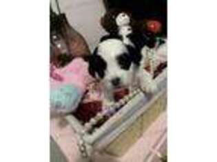 Shih-Poo Puppy for sale in Oak Brook, IL, USA