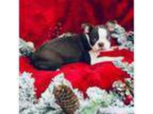 Boston Terrier Puppy for sale in Morrow, OH, USA