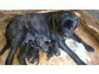 Mastiff Puppy for sale in Walnut, KS, USA