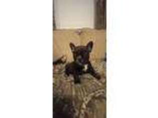 French Bulldog Puppy for sale in Floris, IA, USA