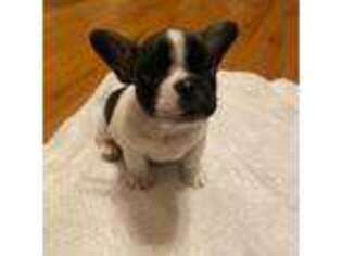 French Bulldog Puppy for sale in Alamo, TN, USA