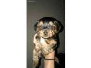 Yorkshire Terrier Puppy for sale in Katy, TX, USA