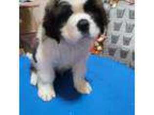 Saint Bernard Puppy for sale in Del Rio, TX, USA