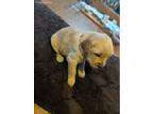 Golden Retriever Puppy for sale in Grand Ledge, MI, USA