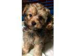 Yorkshire Terrier Puppy for sale in Medford, MA, USA