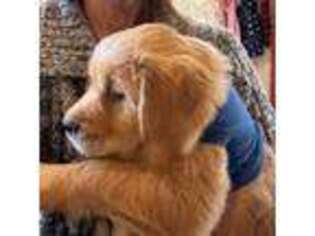 Golden Retriever Puppy for sale in Harrah, OK, USA