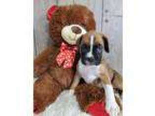 Boxer Puppy for sale in Middlebury, IN, USA