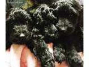 Labradoodle Puppy for sale in Delano, CA, USA