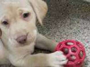 Labrador Retriever Puppy for sale in Addison, NY, USA