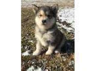 Alaskan Malamute Puppy for sale in Mifflinburg, PA, USA