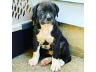 Cane Corso Puppy for sale in Hampton, VA, USA