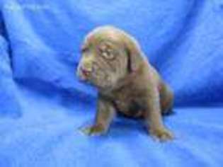 Labrador Retriever Puppy for sale in Corinth, KY, USA