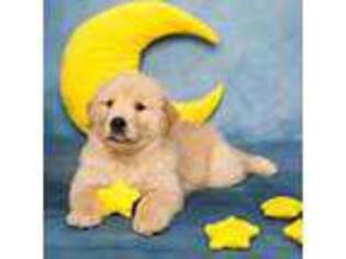 Golden Retriever Puppy for sale in Charleston, SC, USA