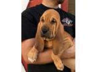 Bloodhound Puppy for sale in Tucson, AZ, USA