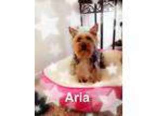 Yorkshire Terrier Puppy for sale in Merced, CA, USA