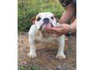 Bulldog Puppy for sale in Louisville, KY, USA