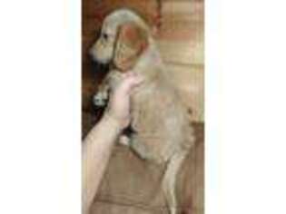 Dachshund Puppy for sale in Eagletown, OK, USA