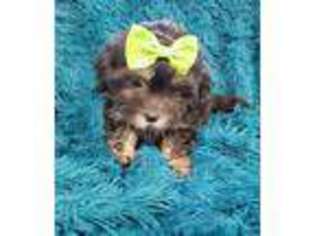 Poovanese Puppy for sale in Marion, SC, USA