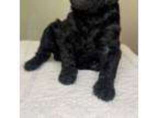 Mutt Puppy for sale in Covington, IN, USA