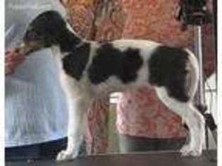 Borzoi Puppy for sale in Conroe, TX, USA