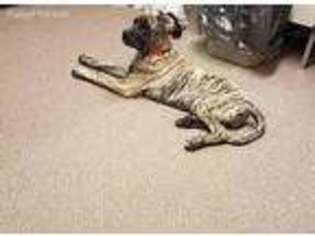 Mastiff Puppy for sale in Saint Clairsville, OH, USA