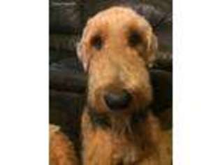 Airedale Terrier Puppy for sale in Sharonville, OH, USA