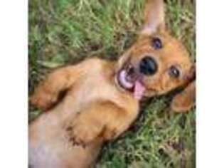 Dachshund Puppy for sale in Boerne, TX, USA