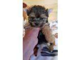 Yorkshire Terrier Puppy for sale in Pelham, NH, USA