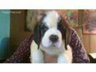 Saint Bernard Puppy for sale in Stoutsville, MO, USA