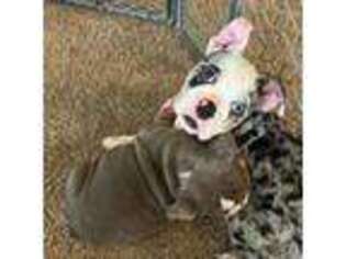 Bulldog Puppy for sale in Hyattsville, MD, USA