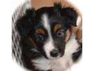 Miniature Australian Shepherd Puppy for sale in Tobaccoville, NC, USA