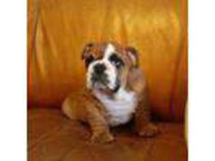 Bulldog Puppy for sale in Aiken, SC, USA