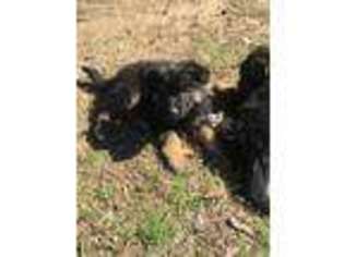 German Shepherd Dog Puppy for sale in Jonesboro, AR, USA