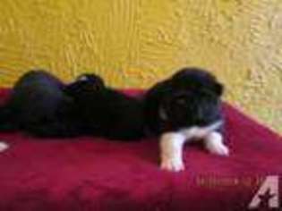Akita Puppy for sale in ERIE, PA, USA
