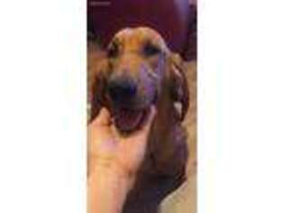 Bloodhound Puppy for sale in Minford, OH, USA