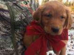 Golden Retriever Puppy for sale in Deary, ID, USA