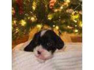 Cavapoo Puppy for sale in Galena, MO, USA