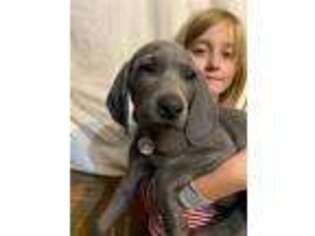 Weimaraner Puppy for sale in Enfield, NH, USA