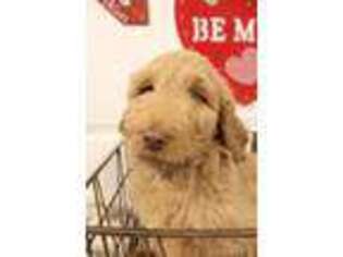 Goldendoodle Puppy for sale in Sandy Hook, KY, USA