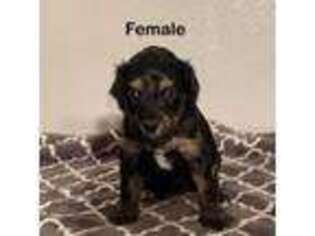 Mutt Puppy for sale in Asotin, WA, USA
