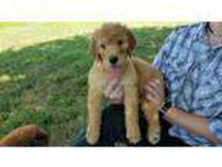 Goldendoodle Puppy for sale in Cardington, OH, USA