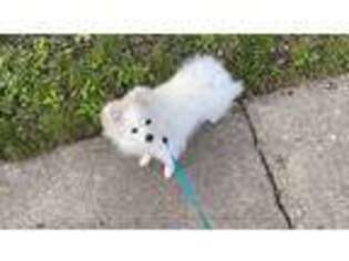 Pomeranian Puppy for sale in Northbrook, IL, USA